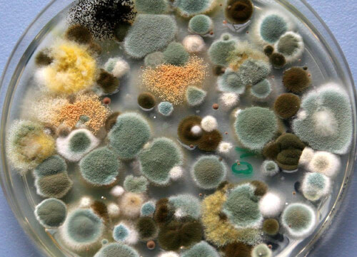 mold